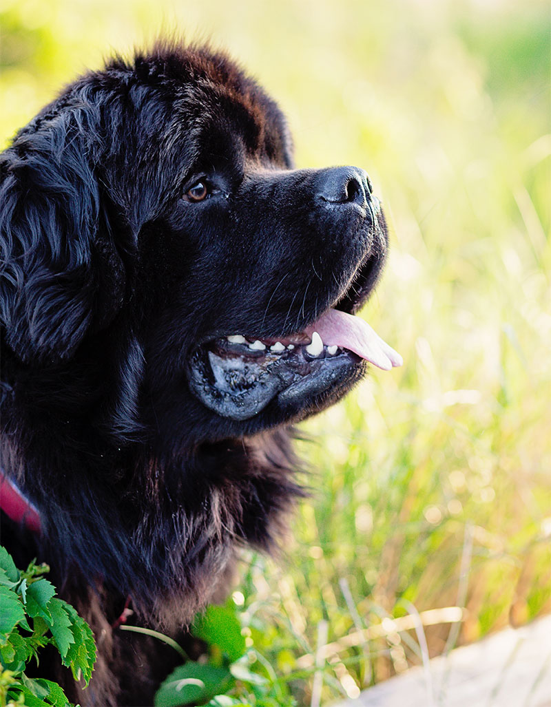 Falmouth Animal Hospital Payment Options